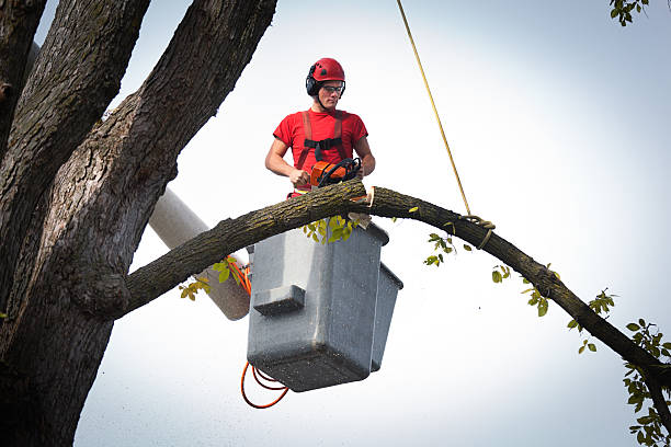 Best Tree Root Removal  in North Star, DE